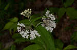 Fourleaf milkweed